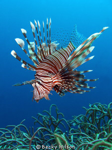 Lionfish, Red Sea, Jeddah. by Becky Wilson 